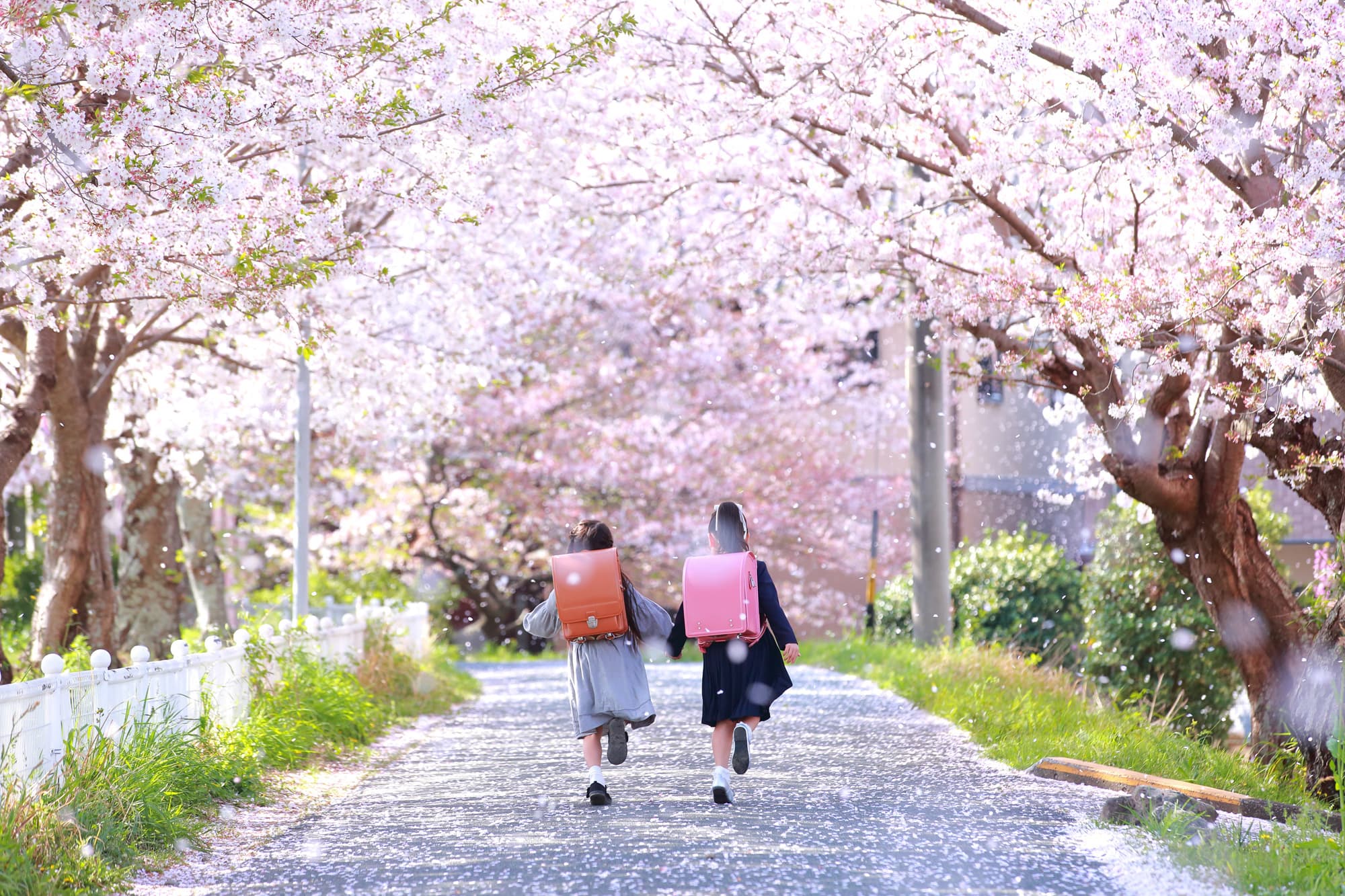 桜撮影会写真サンプル