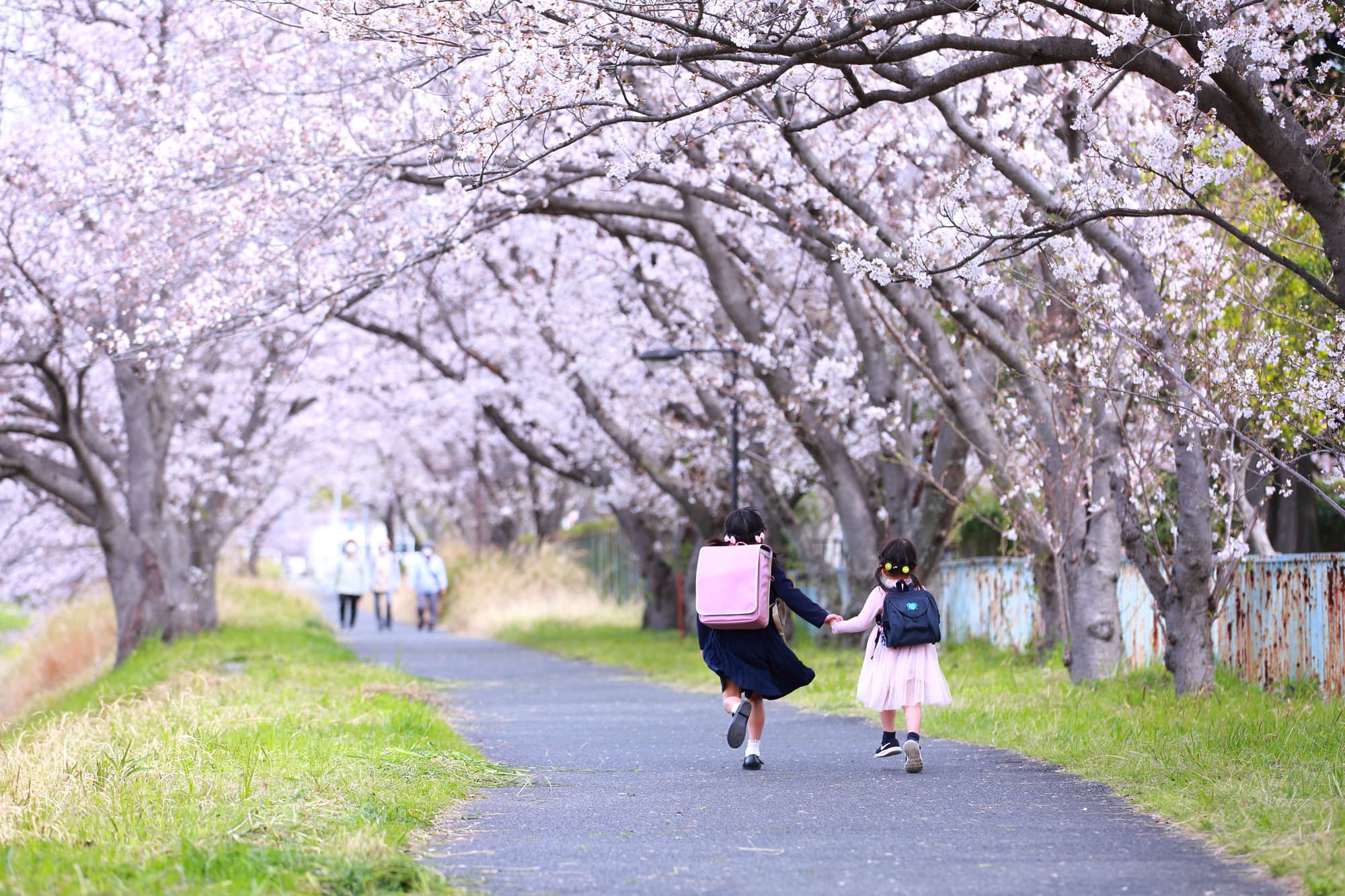 桜撮影会写真サンプル